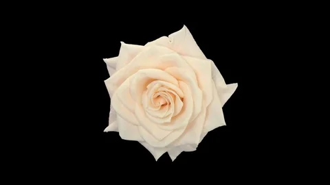 Seamless rotating time-lapse of opening and closing Medeo rose + ALPHA channel Stock Footage 76110472