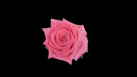 Seamless rotating time-lapse of opening and closing Attachea rose  Stock Footage 76728244