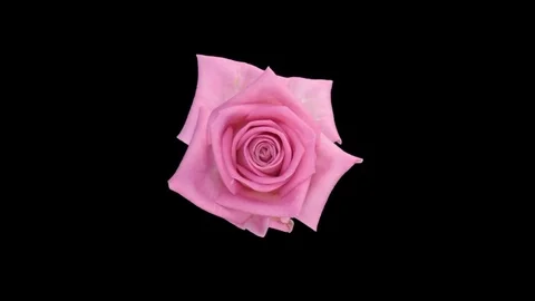 Seamless rotating time-lapse of opening and closing Aqua rose Stock Footage 78558024