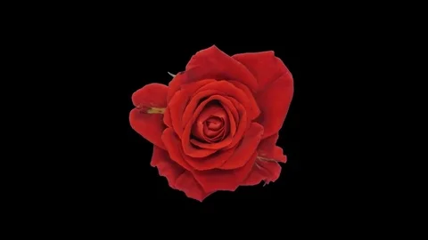 Seamless rotating time-lapse of opening and closing El-Toro rose 9r Stock Footage 85340947