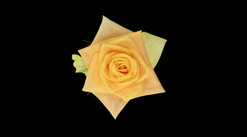 Seamless rotating timelapse of opening &amp; closing Prairie rose, RGB + ALPHA matte Stock Footage 65012449