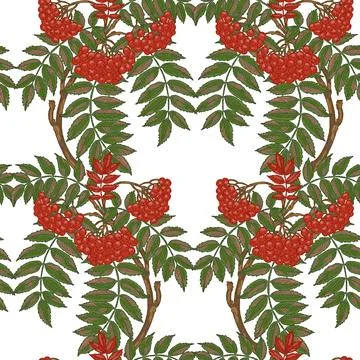 Seamless Rowan Branch Pattern Vector  Hand Drawn Mediterranean Style Botanica Illustrazione stock