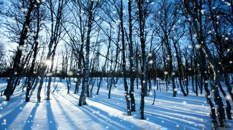 Seamless Snow Fall Forest Stock Footage 585202