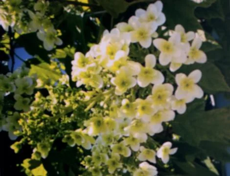 Seamless With Spring Flowers Stock Photos