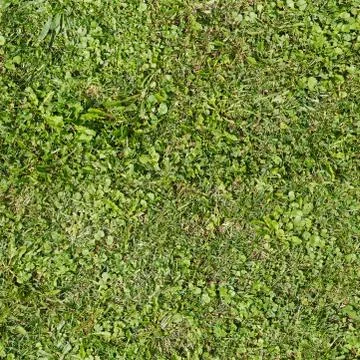 Seamless summer grass texture Stock Photos