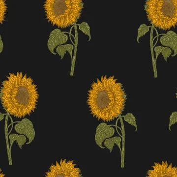 Seamless Sunflower Pattern Vector  Hand Drawn Mediterranean Style Floral Back Stock Illustration