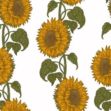 Seamless Sunflower Pattern Vector  Hand Drawn Mediterranean Style Floral Back Stock Illustration
