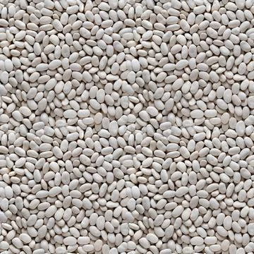 Seamless texture of background of white beans. Four fragments in one. Stock Photos