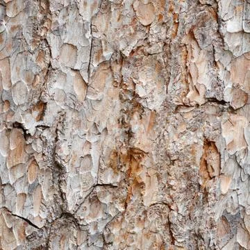 Seamless texture -  bark of pine Stock Photos