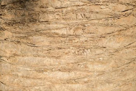 Seamless texture of brown palm tree bark Stock Photos