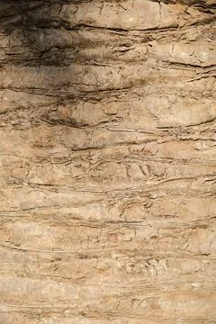 Seamless texture of brown palm tree bark Stock Photos
