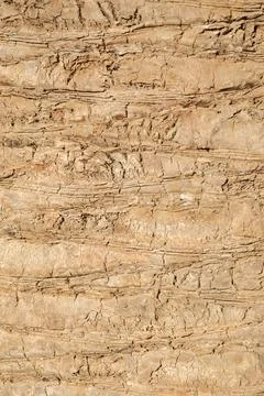 Seamless texture of brown palm tree bark Stock Photos