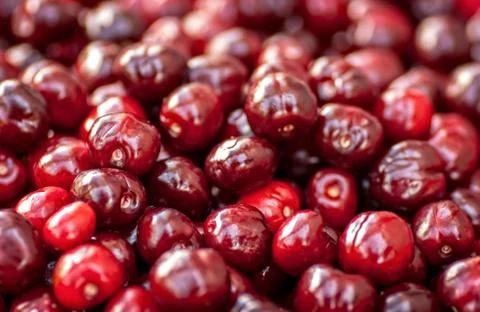 Seamless texture of cherries Stock Photos