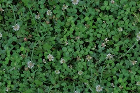 Seamless Texture - Clover 001 Stock Photos