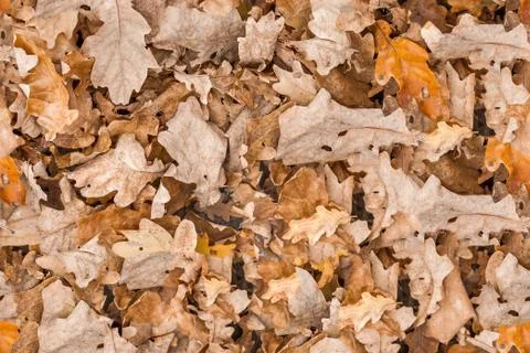 Seamless texture dry oak leaf autumn background Stock Photos