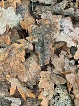 Seamless texture of fallen withered oak leaves. Pattern of autumn leaves on.. Stock Photos