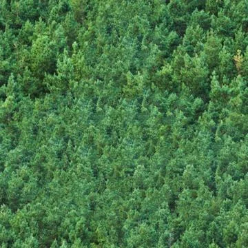 Seamless texture of the forest from height to perspective Foto stock