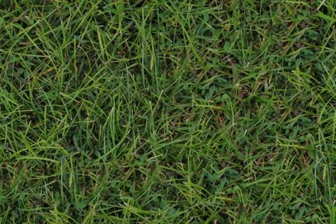 Seamless Texture - Grass 001 Stock Photos
