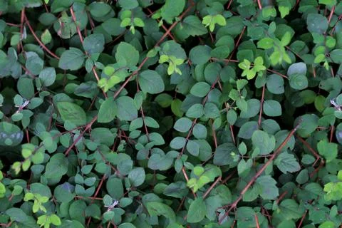 Seamless Texture - Leaves 005 Stock Photos