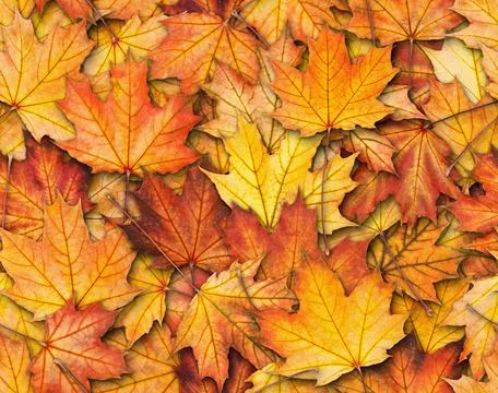 Seamless texture with maple leaves Stock Photos