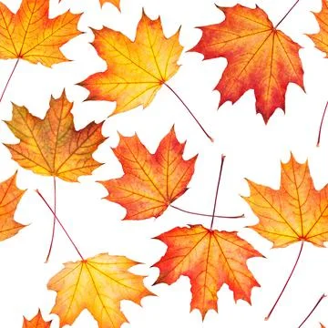 Seamless texture with maple leaves Stock Photos