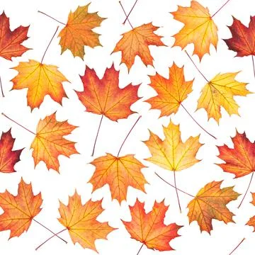 Seamless texture with maple leaves Stock Photos