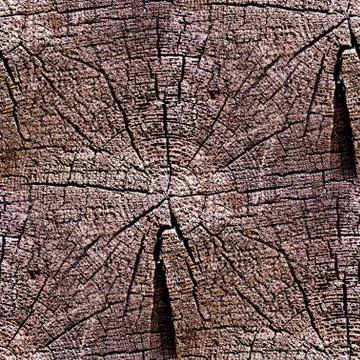 Seamless texture oldest tree in the context of the rings Photos