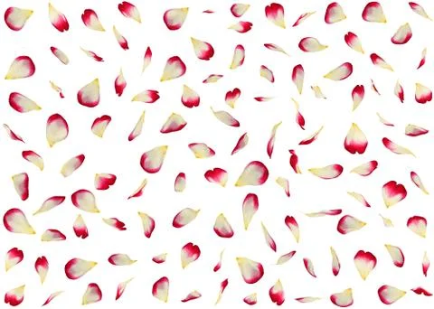 Seamless texture of red-white rose petals Stock Illustration