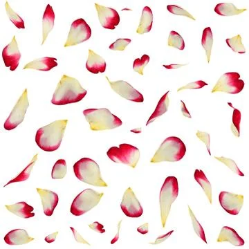 Seamless texture of red-white rose petals Stock Illustration