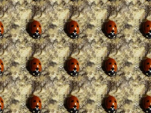 Seamless texture of stone with ladybug, background in high resolution Foto stock