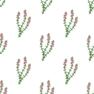 Seamless thyme pattern Stock Illustration