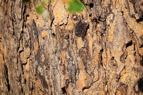 Seamless Tileable Texture,Texture of a trunk,neem tree trunks,Natural background Stock Photos