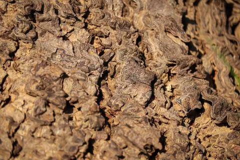 Seamless Tileable Texture,Texture of a trunk,neem tree trunks,Natural background Stock Photos