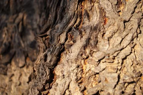 Seamless Tileable Texture,Texture of a trunk,neem tree trunks,Natural background Stock Photos