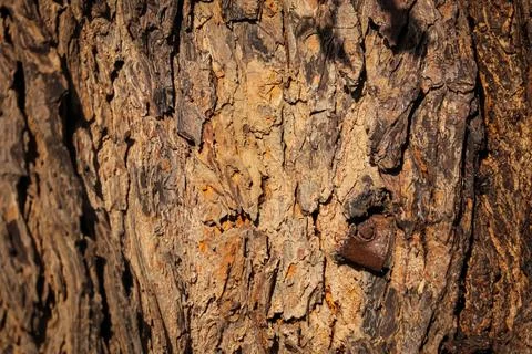 Seamless Tileable Texture,Texture of a trunk,neem tree trunks,Natural background Stock Photos