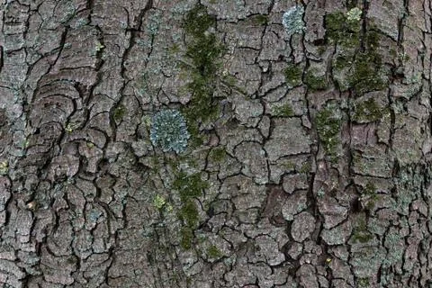 Seamless tree bark background. Brown tileable texture of the old tree. Stock Photos