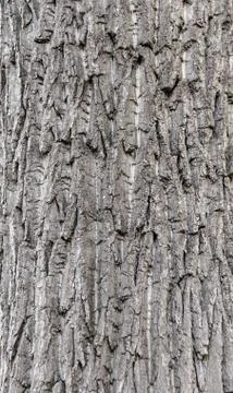 Seamless tree bark background. Grey texture of the old tree. Stock Photos