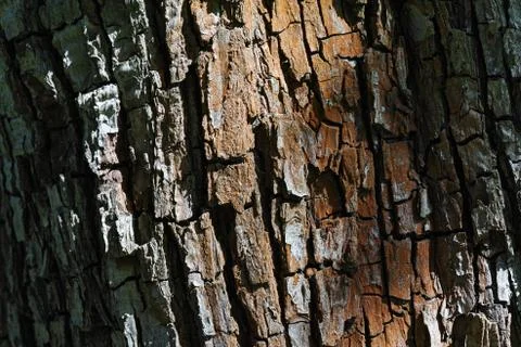 Seamless tree bark texture Stock Photos