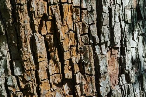 Seamless tree bark texture Stock Photos
