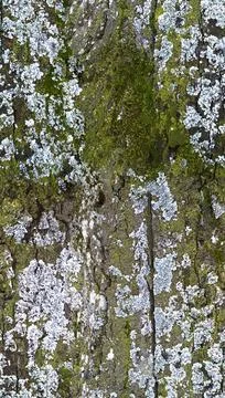 Seamless tree bark texture Stock Photos