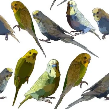 Seamless vector background with budgerigar Illustrazione stock
