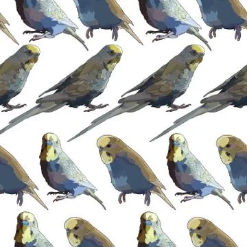Seamless vector background with budgerigars Illustrazione stock