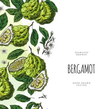 Seamless vector border with green bergamot fruits, leaves and flowers, hand d Stock Illustration