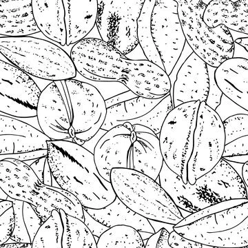 Seamless vector nuts pattern. Outline hand drawn illustration. Black and whit Stock-Illustration