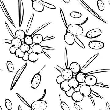 Seamless vector pattern with black contour of buckthorn on a white isolated Stock Illustration