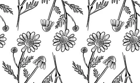Seamless vector pattern with chamomile flowers and leaves on a white backgr.. Stock Illustration