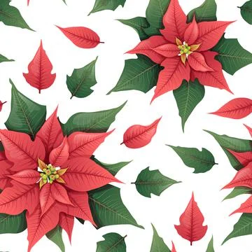 Seamless vector pattern with Christmas flower - red poinsettia on a white bac Stock Illustration