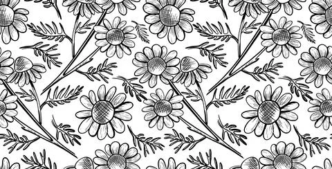 Seamless vector pattern with daisy flowers on a white background. Monochrom.. Stock Illustration