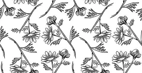 Seamless vector pattern with daisy flowers on a stem with leaves on a white.. Stock Illustration