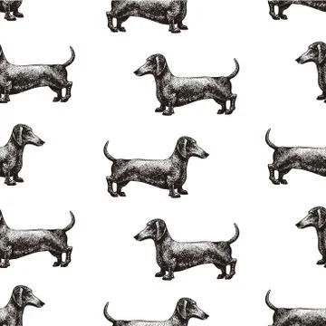 Seamless vector pattern with dogs. Vector illustration of dachshund. Hand drawn Stock Illustration